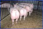 农忙期间出售苗猪8000头